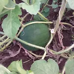 Agroturystyka Porbady *