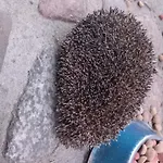 Agroturystyka Porbady *