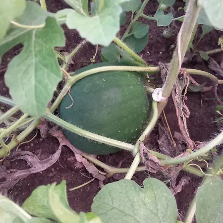Agroturystyka Porbady *